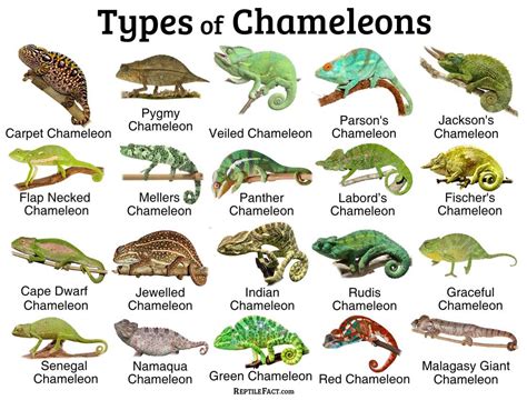 chameleon in tagalog